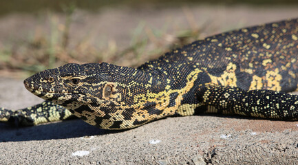 Nile Monitor Lizard, Kruger National Park, South Africa
