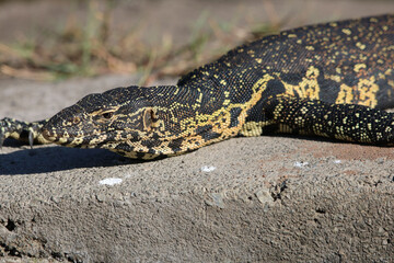 Nile Monitor Lizard, Kruger National Park, South Africa