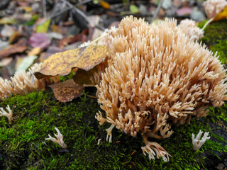 Ramaria flava mushrooms on green moss with autumn leaves