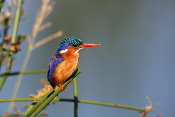 Malachite Kingfisher, Kruger National Park, South Africa