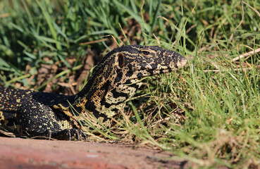 Nile Monitor Lizard, Kruger National Park, South Africa