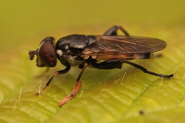 Closeup on a Tooth-thighed hoverfly, Tropidia scita, sitting on a green leaf