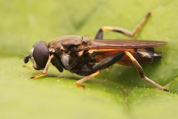 Closeup on a Lazy wood fly, Xylota segnis, sitting on a green leaf in the garden