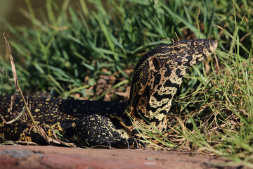 Nile Monitor Lizard, Kruger National Park, South Africa