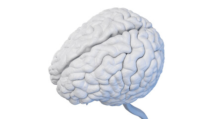 3d rendered medical illustration of a white human brain