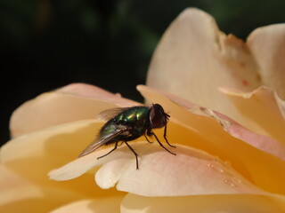 Common green bottle fly (Lucilia sericata) sitting on an apricot rose - close-up