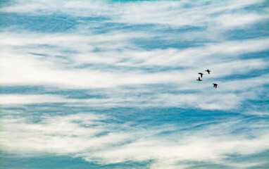 Birds in Flight