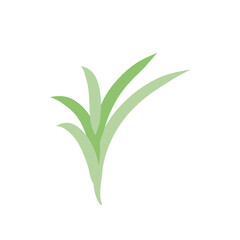 Obraz premium Nerdle Grass plant 