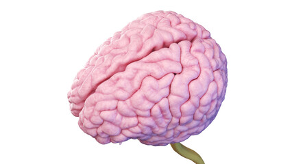 3d rendered medical illustration of the human brain
