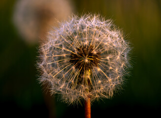 dandelion seed head