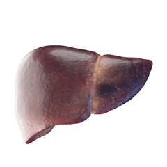 3d rendered medical illustration of the liver