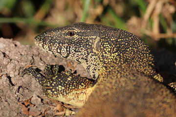 Nile Monitor Lizard, Kruger National Park, South Africa
