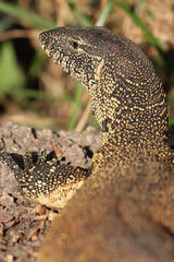 Nile Monitor Lizard, Kruger National Park, South Africa