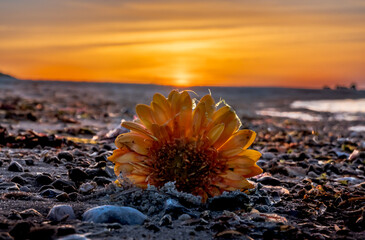 sunset on the beach with flower