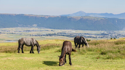 horses in the field