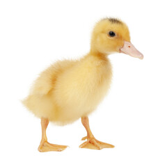 Newborn fluffy duckling on a white background, close-up.