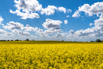 Fototapeta premium rapeseed field and sky
