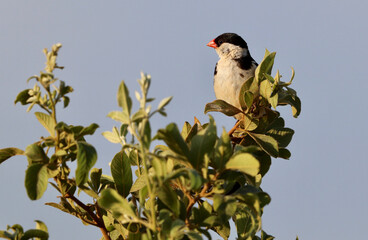 Male Pin-tailed Whydah in breeding plumage, Kruger National Park, South Africa