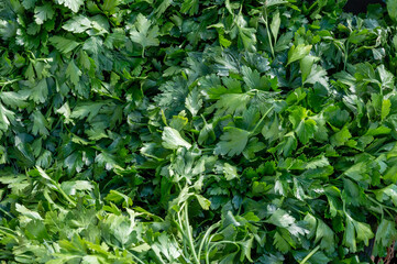 background with parsley leaves
