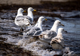 Fototapeta premium seagulls on the beach