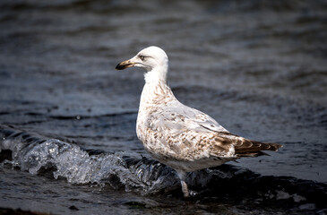 seagull on the beach
