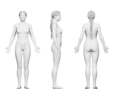 3d rendered medical illustration of an average female body