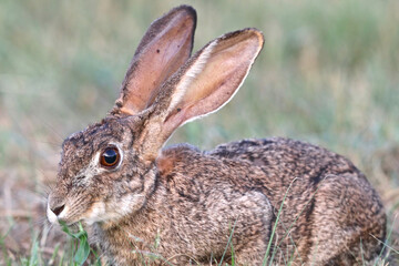 Cape Hare or Scrub Hare, Kruger National Park, South Africa