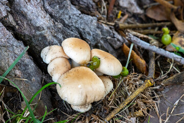 Champignons aux pieds d'un arbre