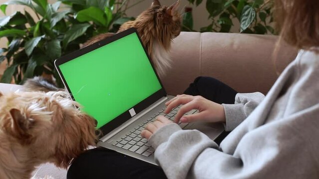 The girl works, studies and holds a laptop on her knees, looks at the green screen, along with pets a cat and a Scottish terrier dog