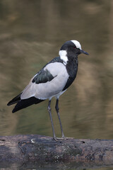Blacksmith Plover or Lapwing, Kruger National Park, South Africa