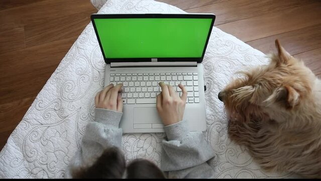 The girl works, studies, makes purchases on a laptop, looks at the green screen. Lying on the bed with a dog Scottish terrier. top view