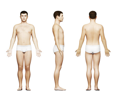 3d rendered medical illustration of an average male body