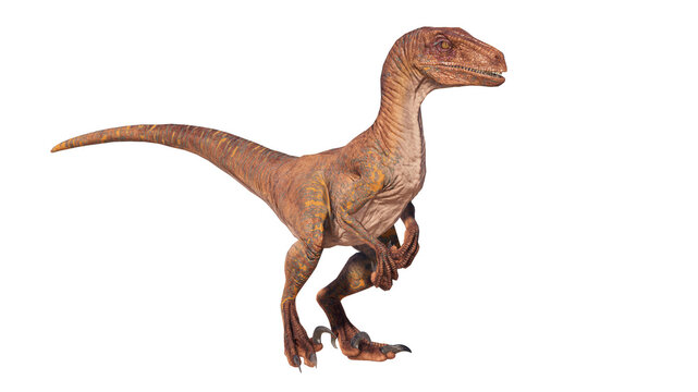 Fototapeta velociraptor dinosaur roaring on a blank background PNG