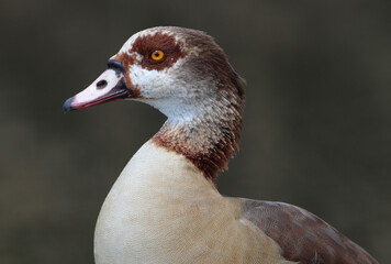 Egyptian Goose, Kruger National Park, South Africa