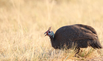 Helmeted Guineafowl, Kruger National Park, South Africa