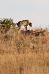 Collared Cheetah in breeding project, South Africa