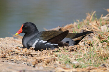Common Moorhen, Kruger National Park, South Africa