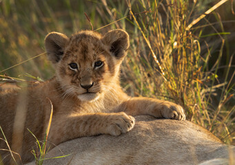 Lion cub with mother at Masai Mara, Kenya