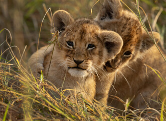Portrait of Lion cubs at Masai Mara, Kenya