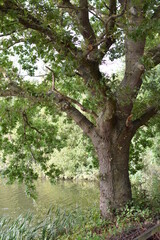 trees in the forest