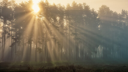 Fototapeta na wymiar A mesmerizing view of the diverging rays of sunshine through the trees in the forest on a foggy morning