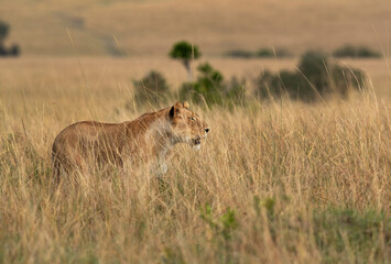 Lioness in the tall grasses of Masai Mara, Kenya
