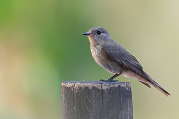 A Mediterranean flycatcher (Muscicapa tyrrhenica) perched .