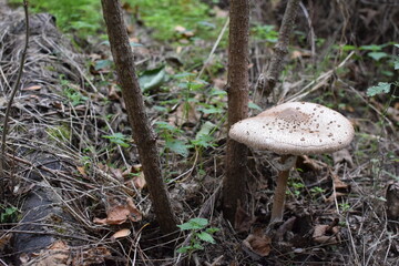 mushroom in the forest