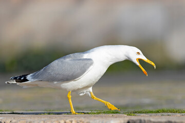 A yellow-legged gull (Larus michahellis) perched in the city of Pula.