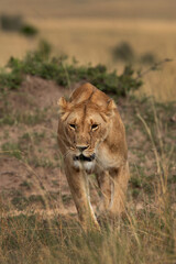 A lioness on walk at Masai Mara, Kenya
