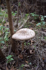 mushrooms in the forest