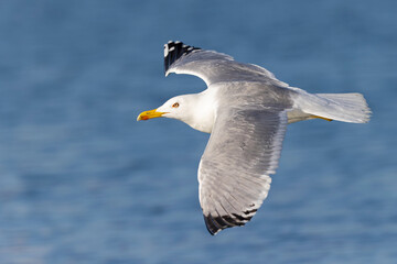A yellow-legged gull (Larus michahellis) in flight in the city of Pula.