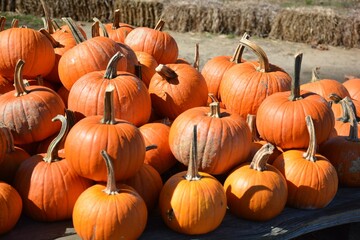 pumpkins on a farm