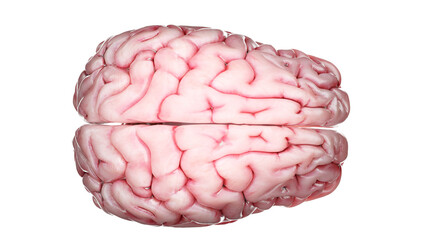 3d rendered medical illustration of a human brain